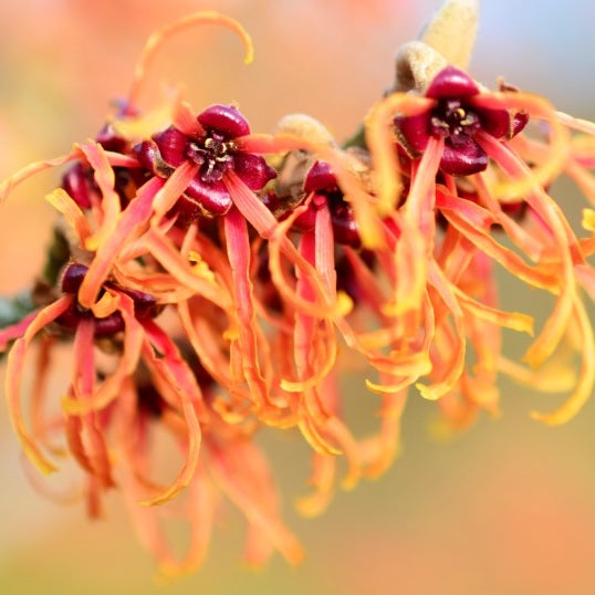 Jelena Witch Hazel