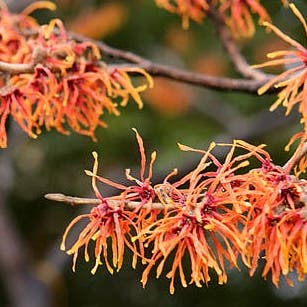Jelena Witch Hazel
