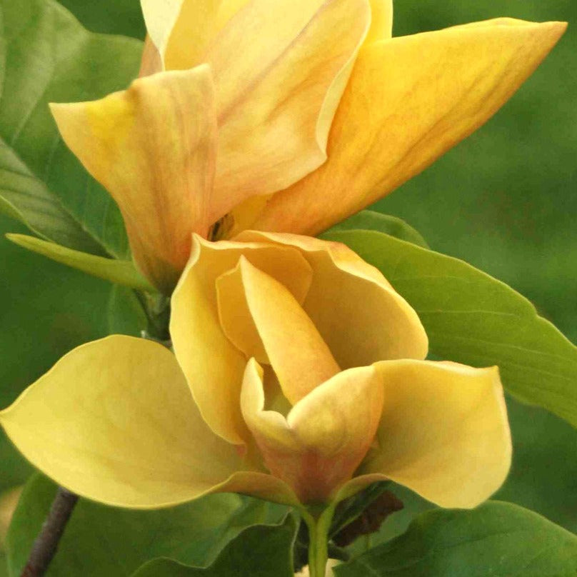 Judy Zuk Magnolia