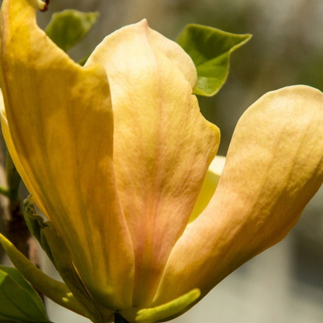 Judy Zuk Magnolia
