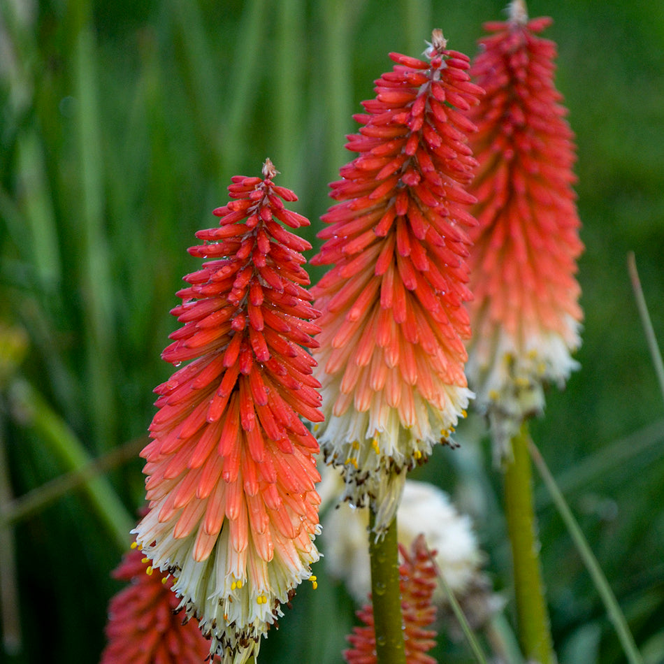 Kniphofia 'High Roller' - Red Hot Poker