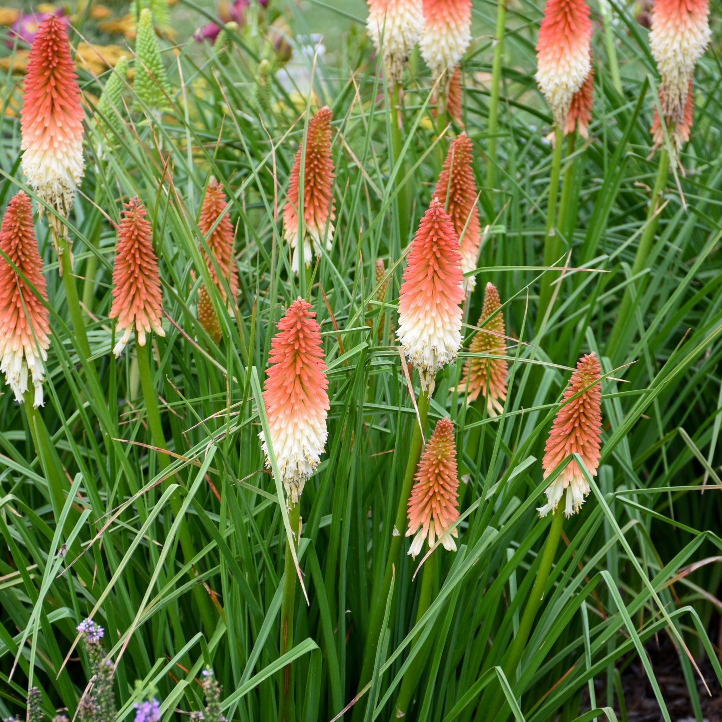 Kniphofia 'High Roller' - Red Hot Poker