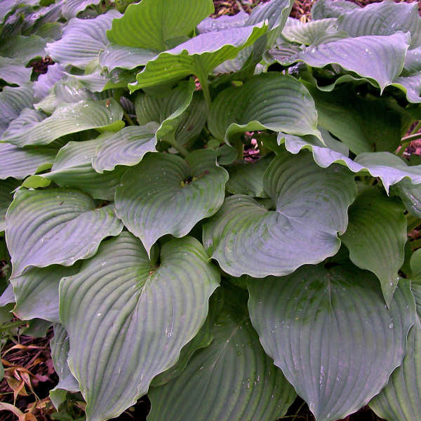 Komodo Dragon Hosta