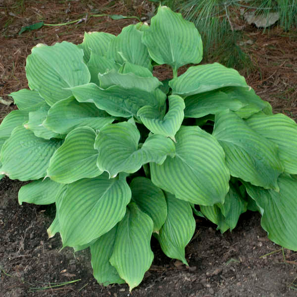Komodo Dragon Hosta