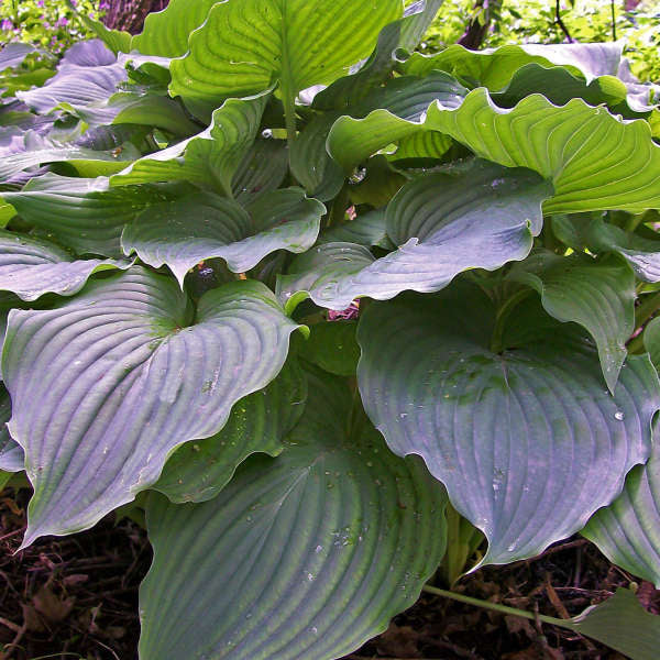 Komodo Dragon Hosta
