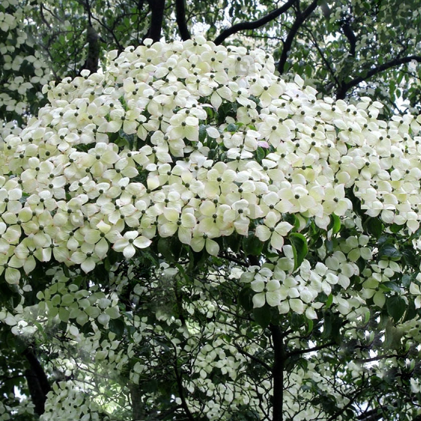 Milky Way Kousa Dogwood