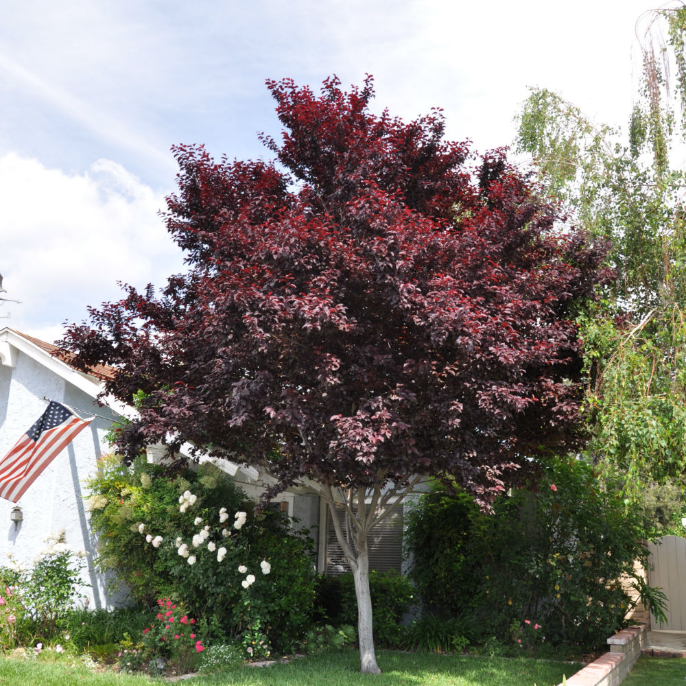 Krauter Vesuvius Purple Leaf Plum