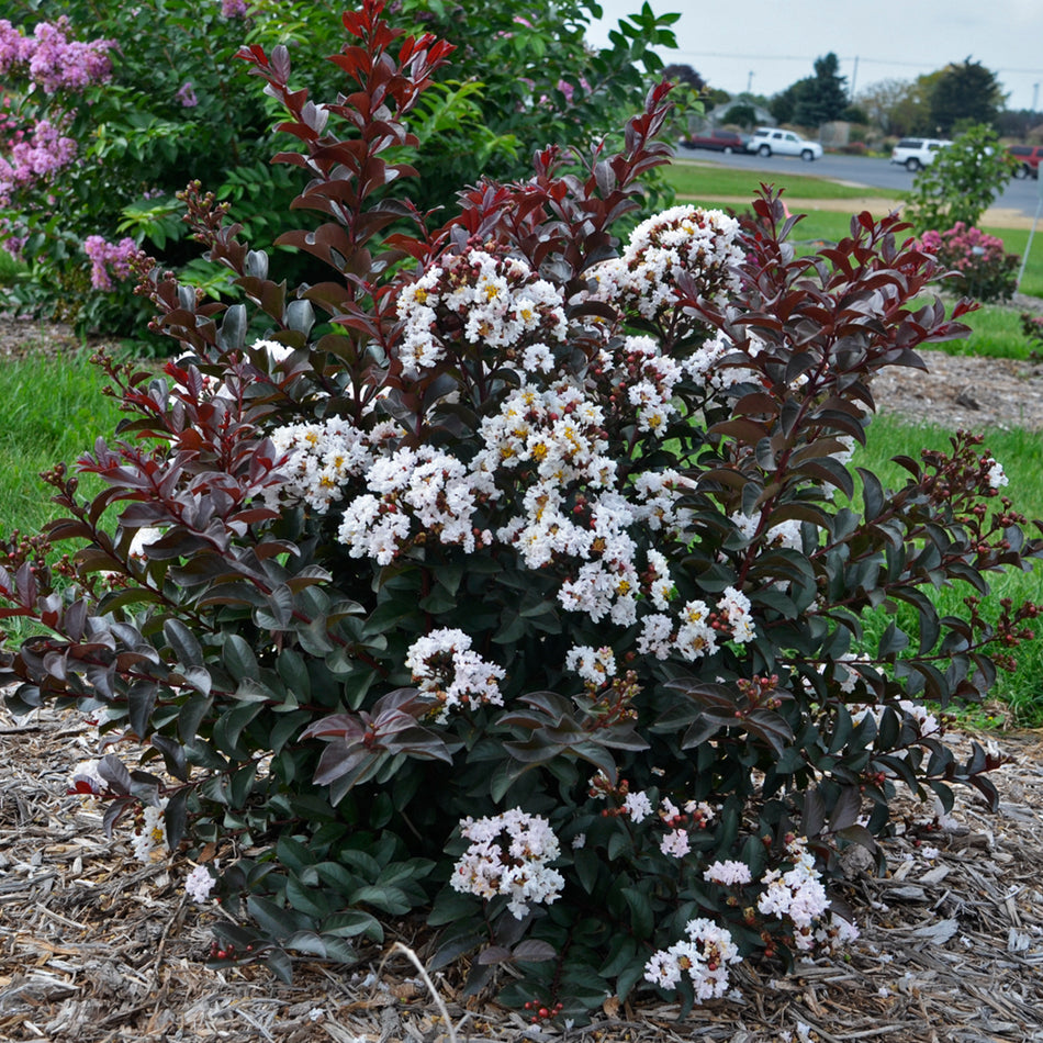 Crape Myrtle 'Like a Latte' BARISTA - Lagerstroemia