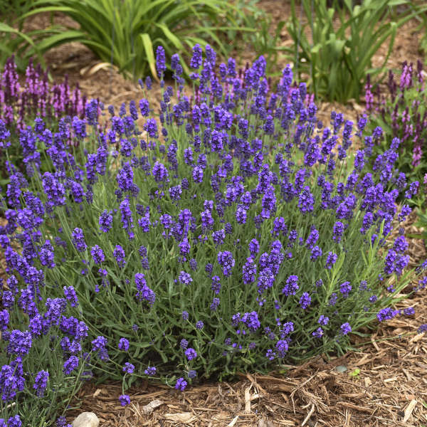 English Lavender SWEET ROMANCE – New Blooms Nursery