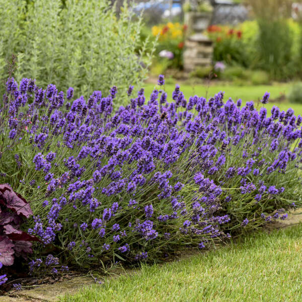 lavender mini blue plants English Lavender