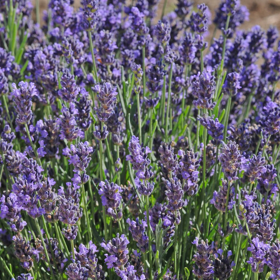 Superblue English Lavender, Lavandula