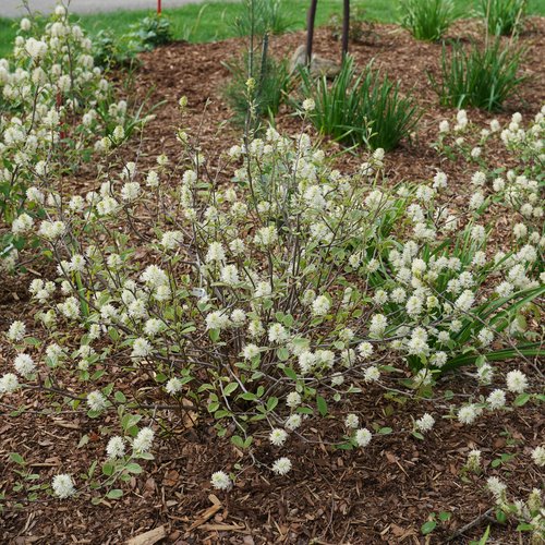 Fothergilla Legend Of The Small™ Bottlebrush