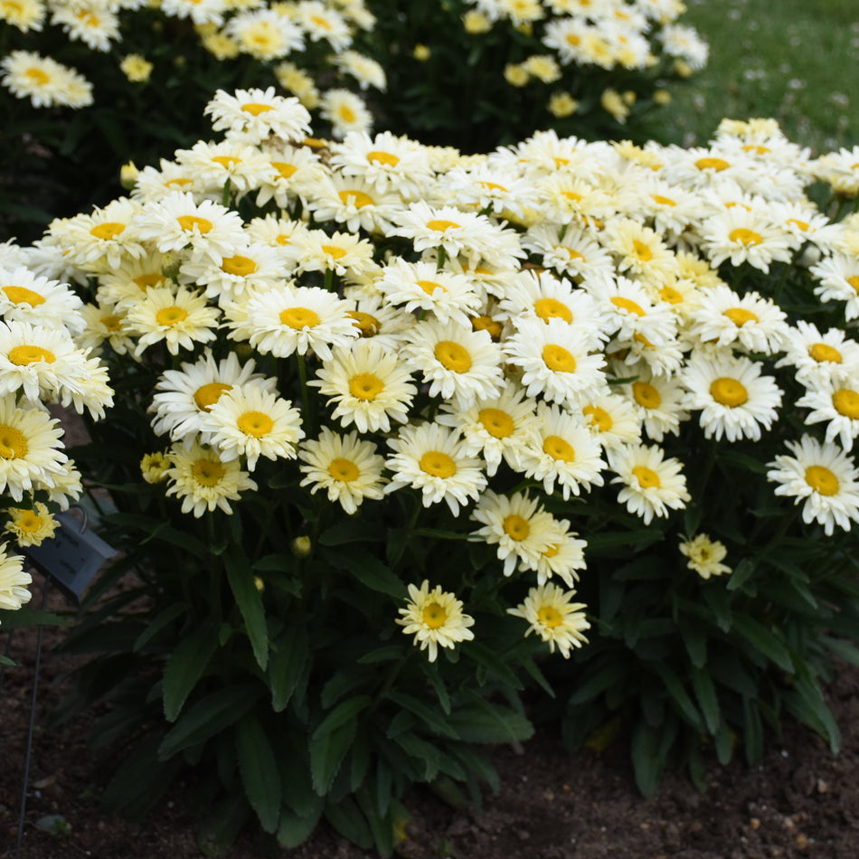 Leucanthemum 'Banana Cream II' - Shasta Daisy