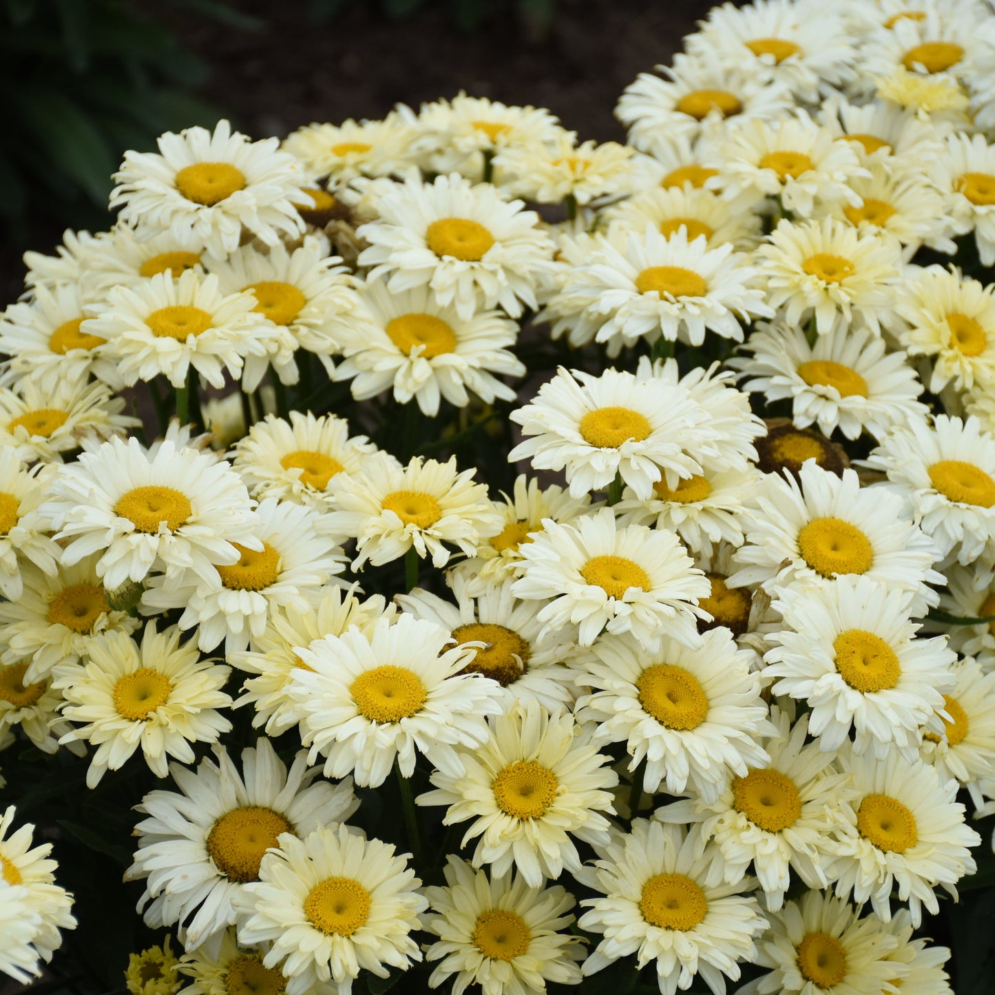 Leucanthemum 'Banana Cream II' - Shasta Daisy
