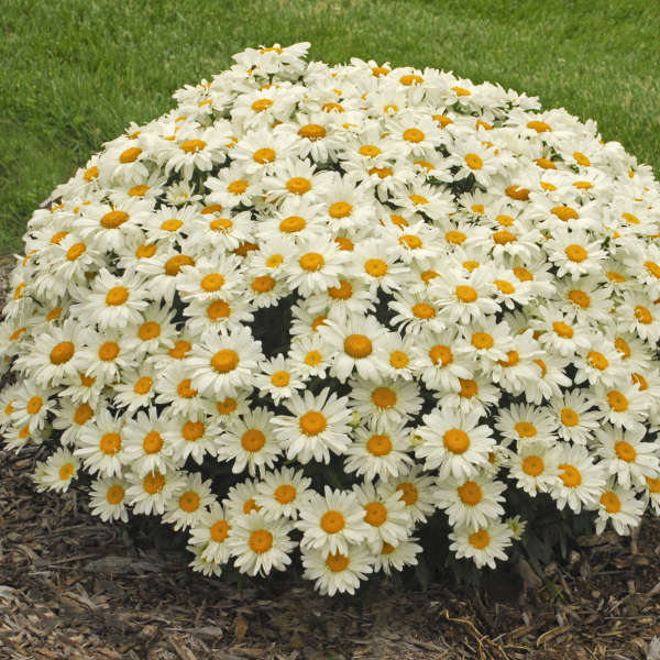 Leucanthemum 'Whoops-a-Daisy' - Shasta Daisy