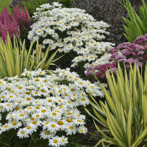 Leucanthemum 'Whoops-a-Daisy' - Shasta Daisy