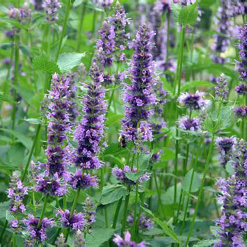 Agastache Little Adder - Anise Hyssop