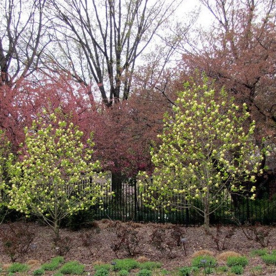 Magnolia x acuminata 'Lois'