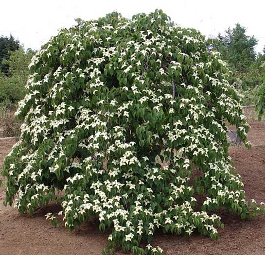 Kousa Dogwood 'Elizabeth Lustgarten' Weeping