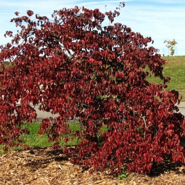 Kousa Dogwood 'Elizabeth Lustgarten' Weeping