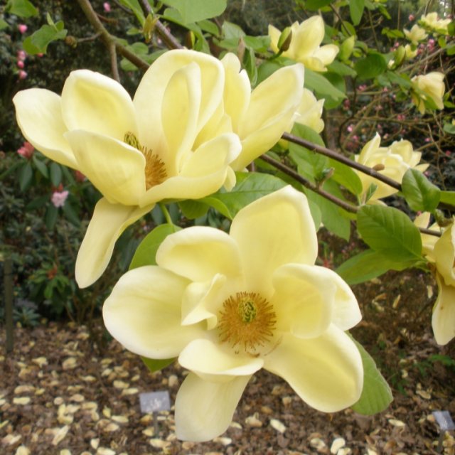Magnolia x acuminata 'Lois'