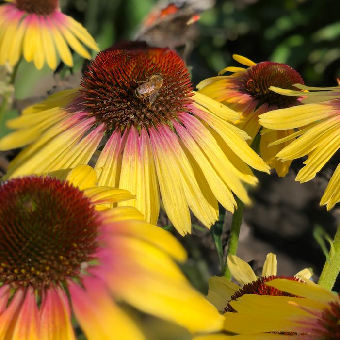 Echinacea Butterfly™ Yellow Rainbow Marcella - Coneflower