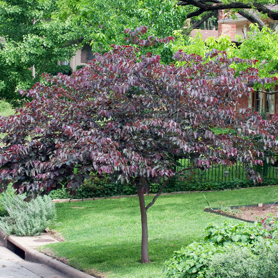 Merlot Redbud - Cercis x 'Merlot'