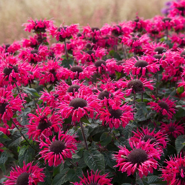 Monarda 'Bee-Happy'® - Bee Balm