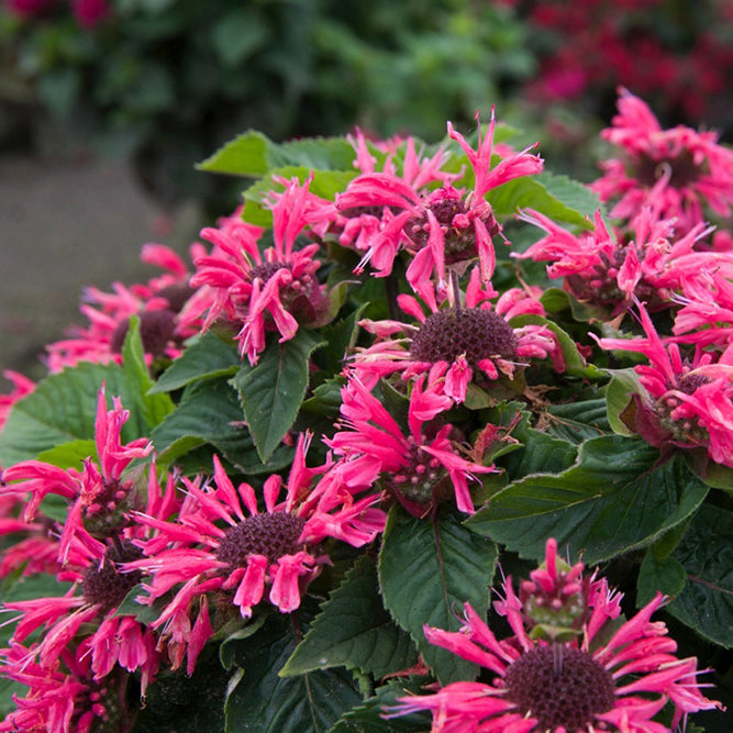 Monarda 'Bee-Merry'® - Bee Balm