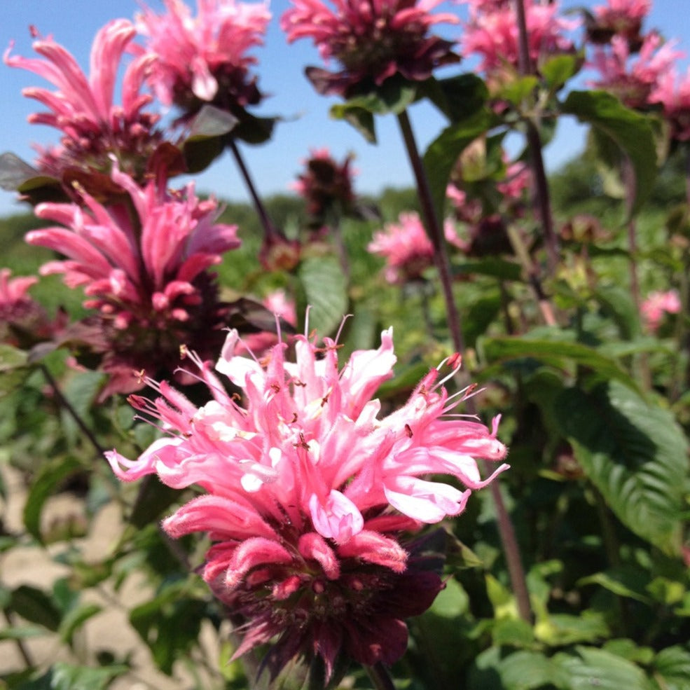 Monarda Bee-You Bee Lieve - Bee Balm