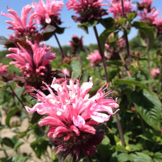 Monarda Bee-You Bee Lieve - Bee Balm