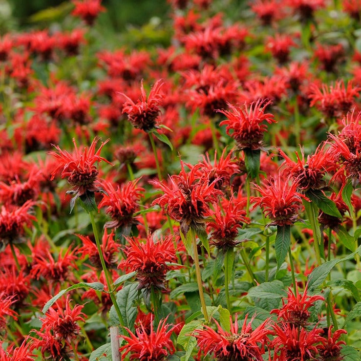 Monarda 'Jacob Cline'