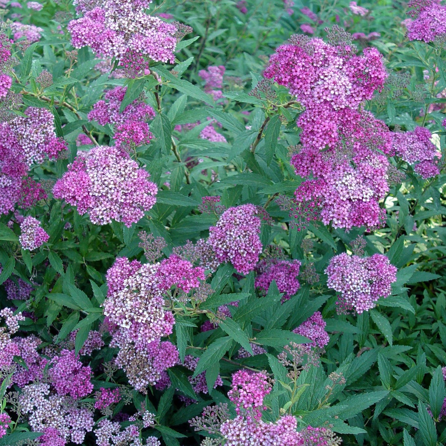 Spirea Neon Flash