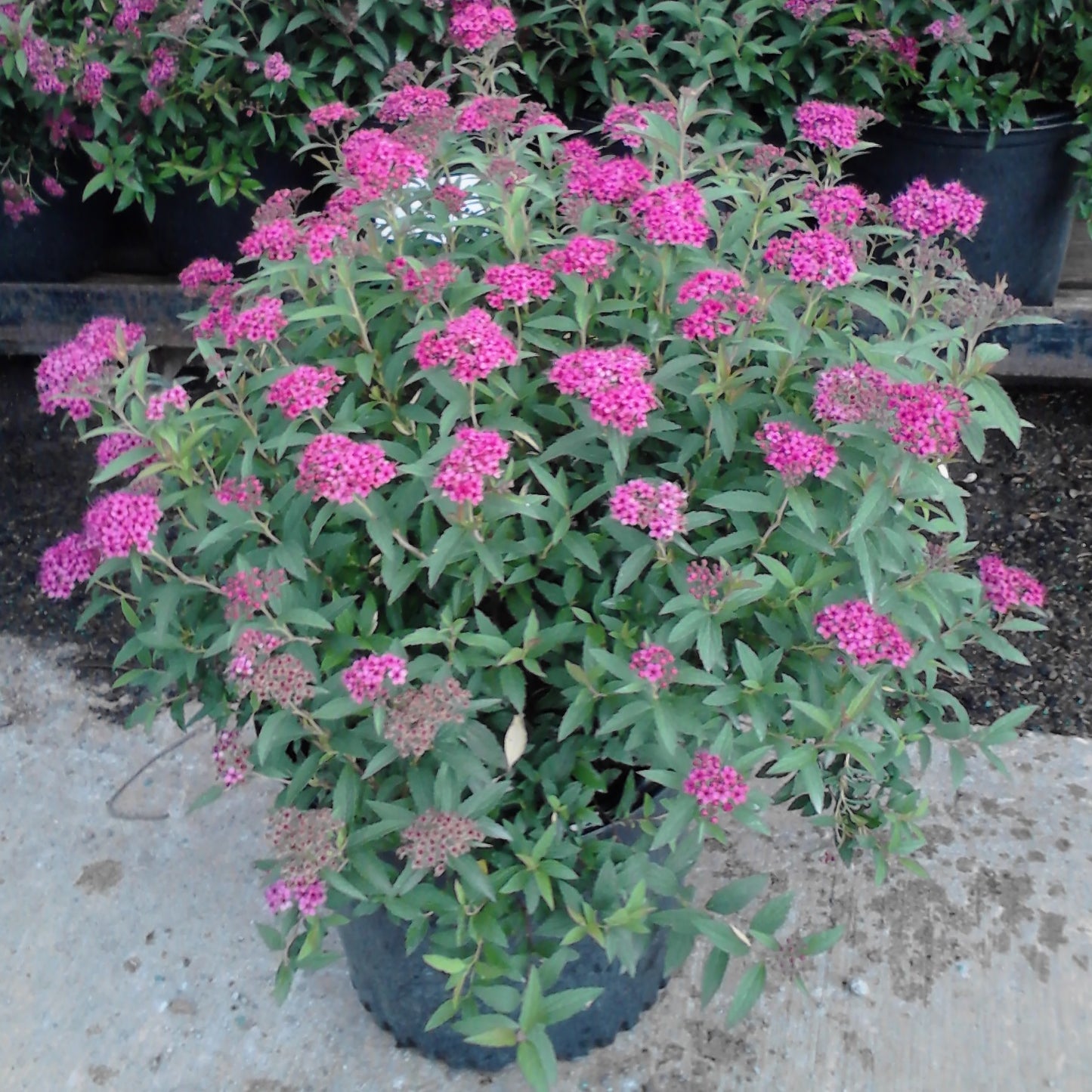 Spirea Neon Flash