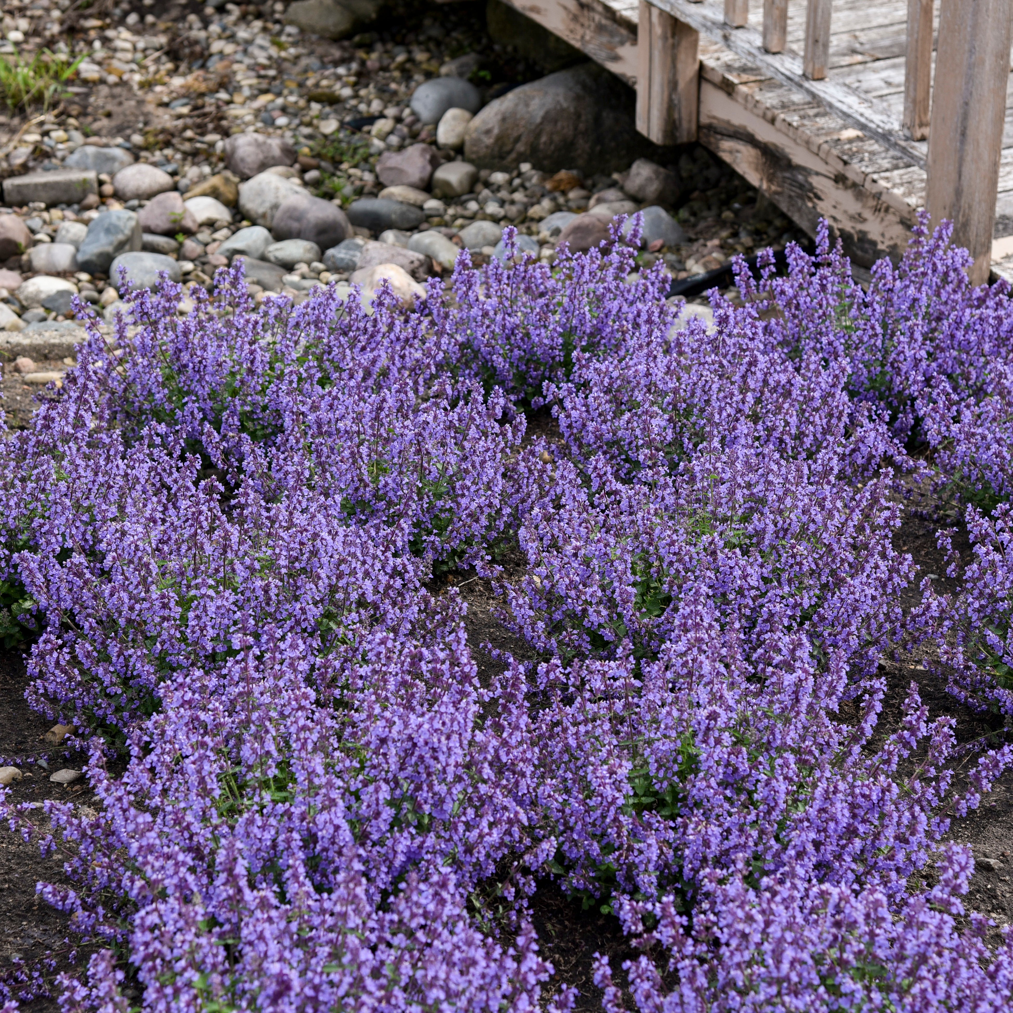 Proven Winners on the Loose Catmint - Thumbnail 3