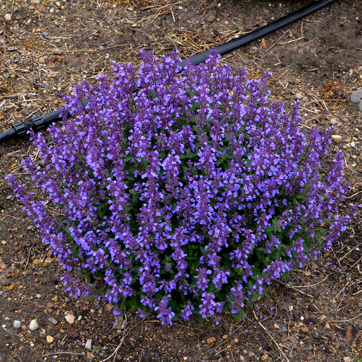 Proven Winners on the Loose Catmint - Thumbnail 4