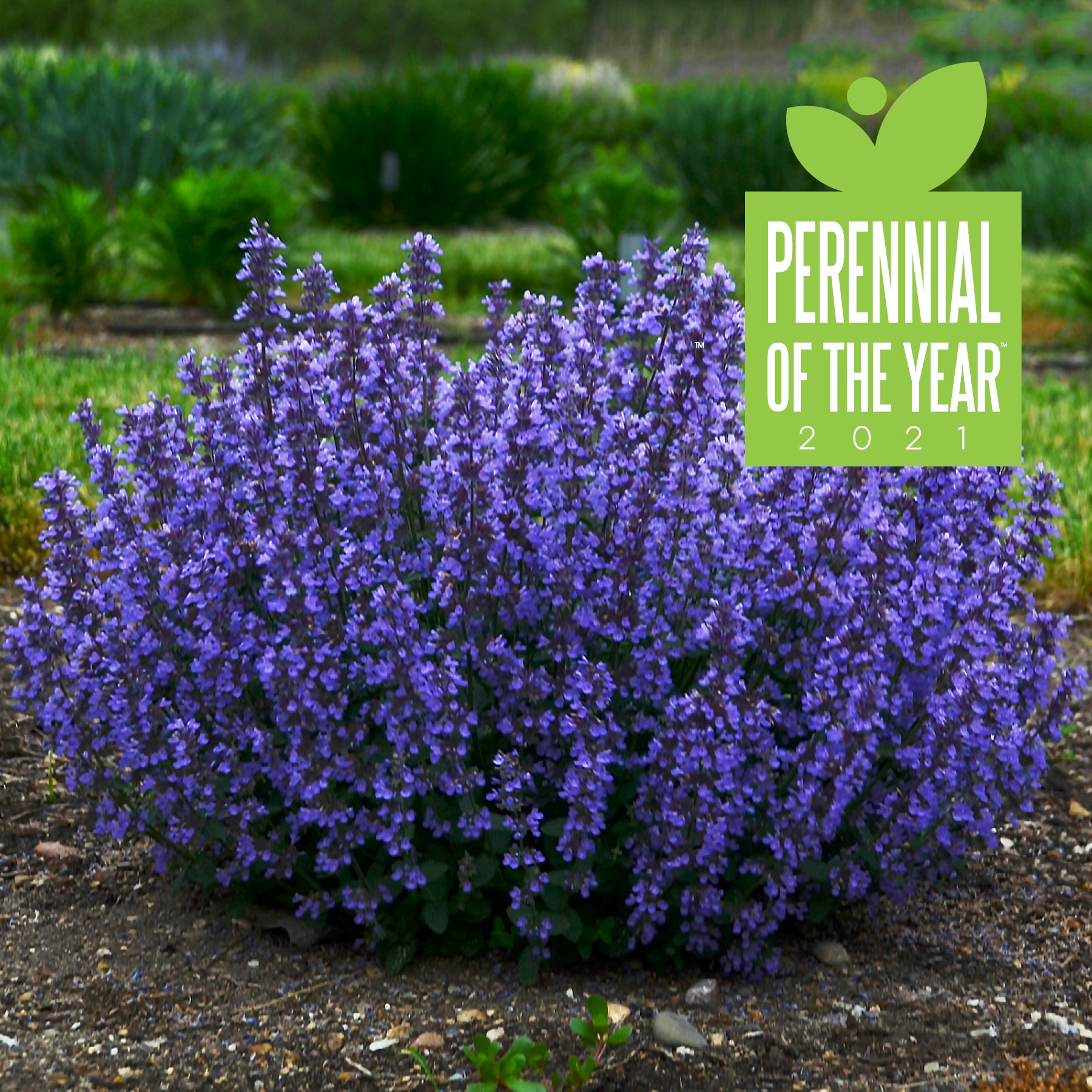 Proven Winners on the Loose Catmint - Thumbnail 2