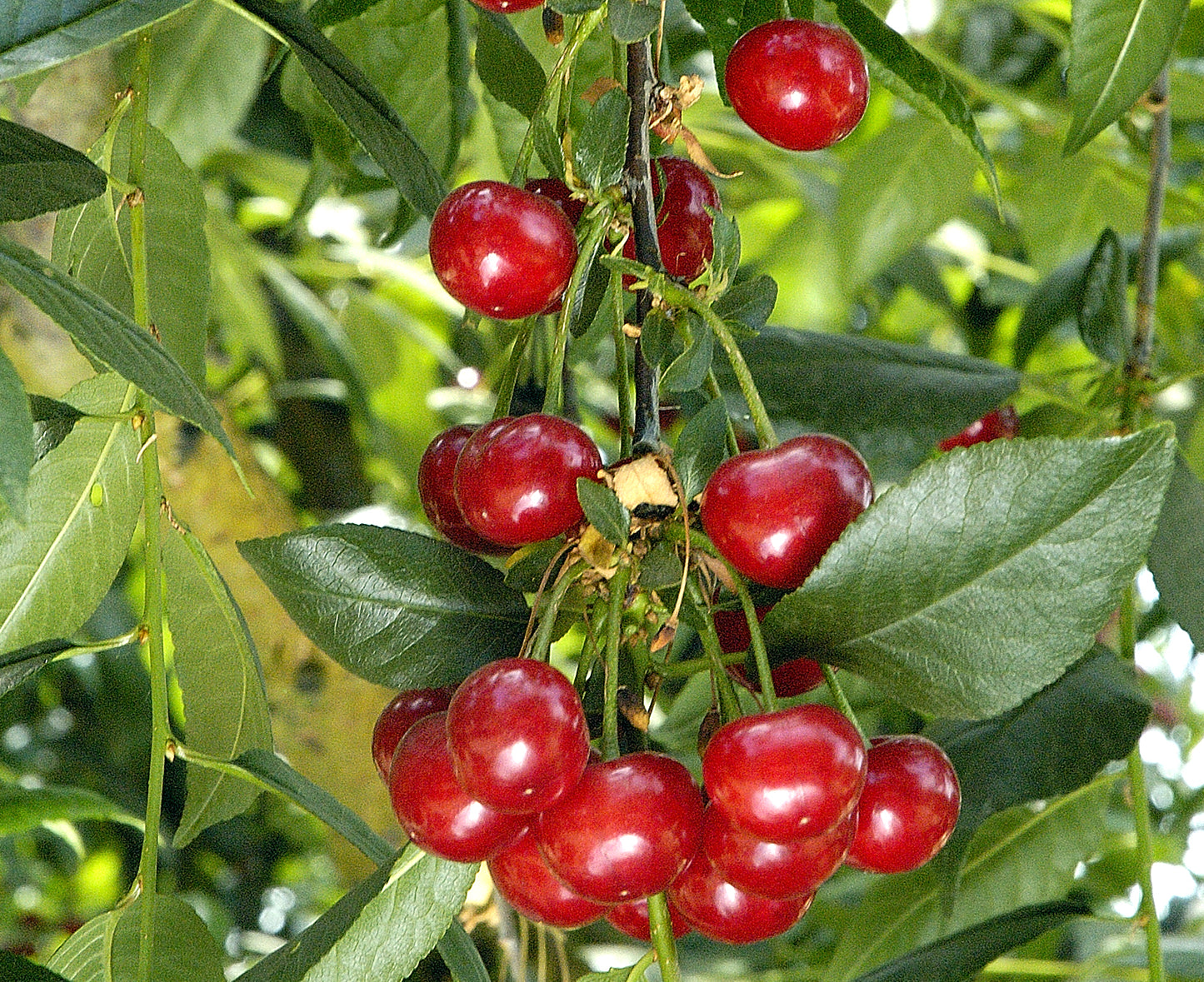 Dwarf North Star Cherry