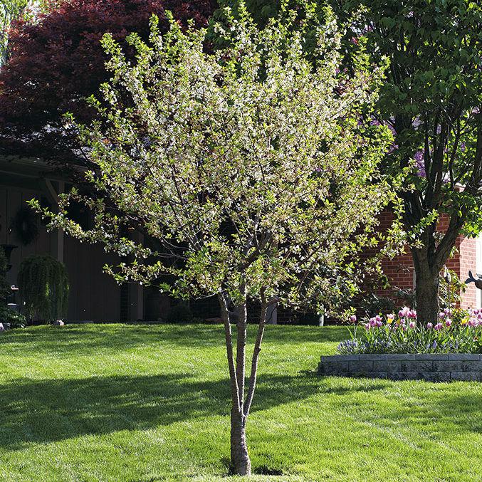 Dwarf North Star Cherry