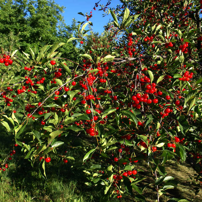 Dwarf North Star Cherry