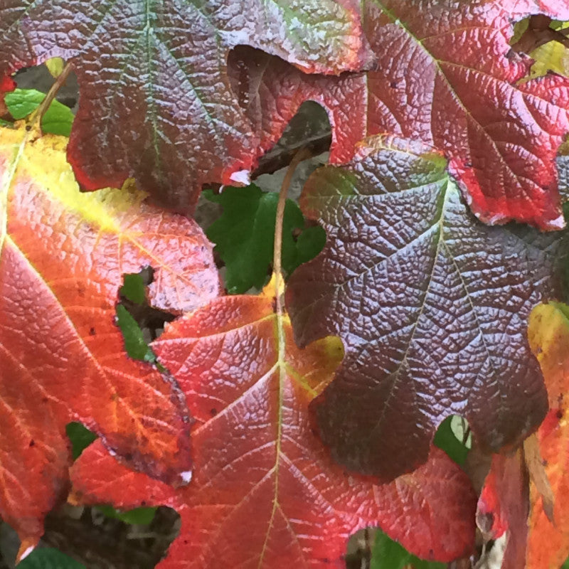 Oakleaf Hydrangea