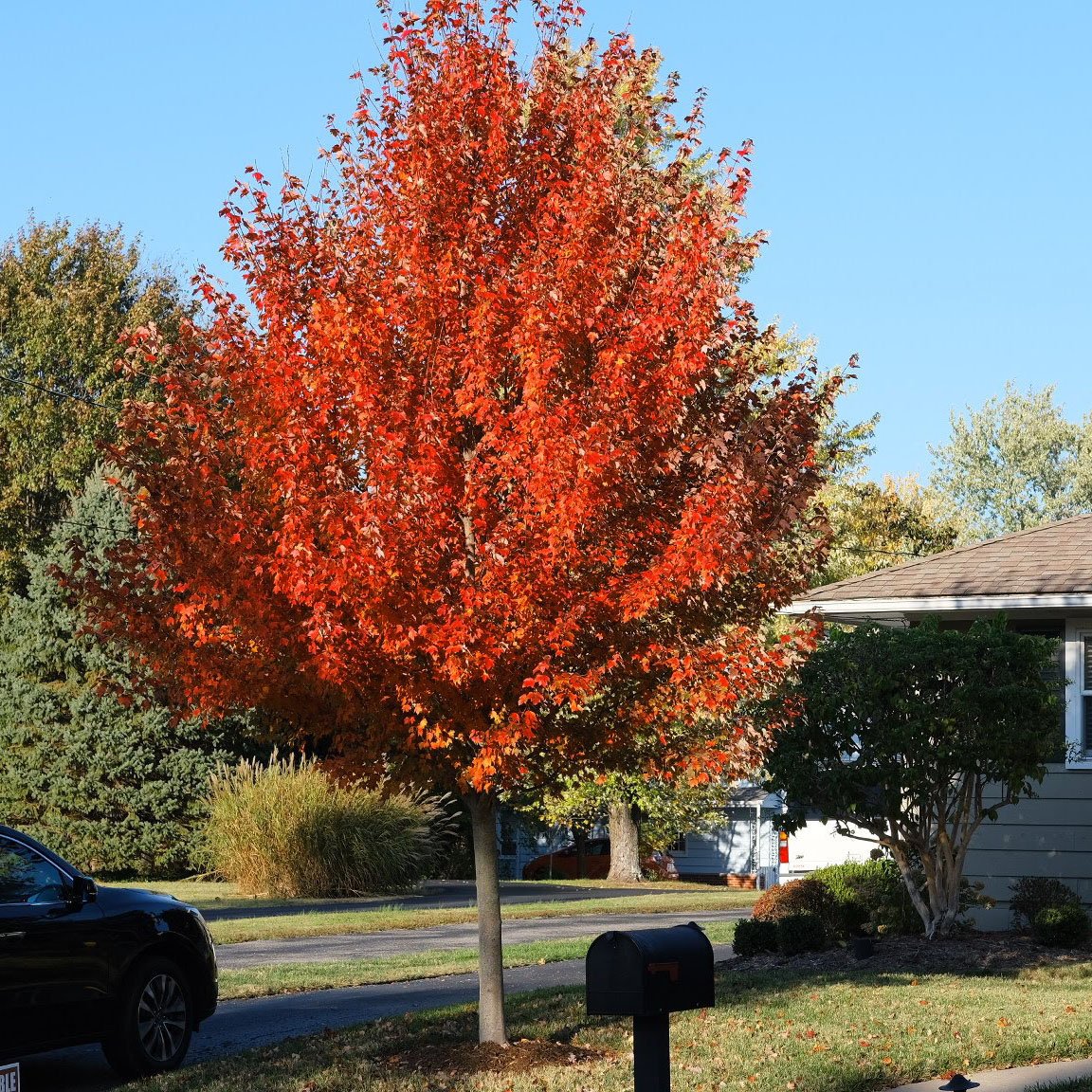October Glory Maple Tree