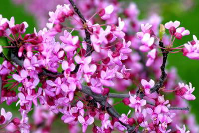 Oklahoma Redbud
