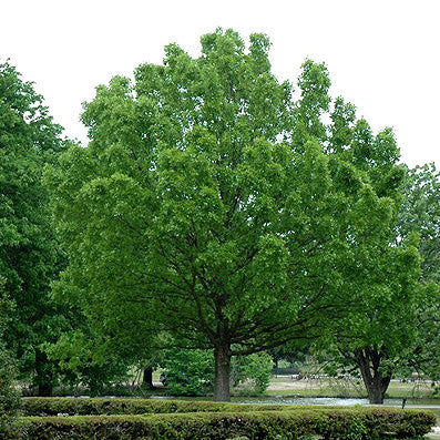 Sale Oak