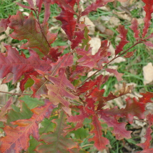 Sale Oak