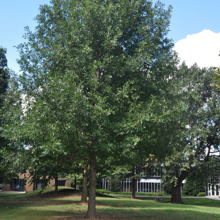 Sale Oak