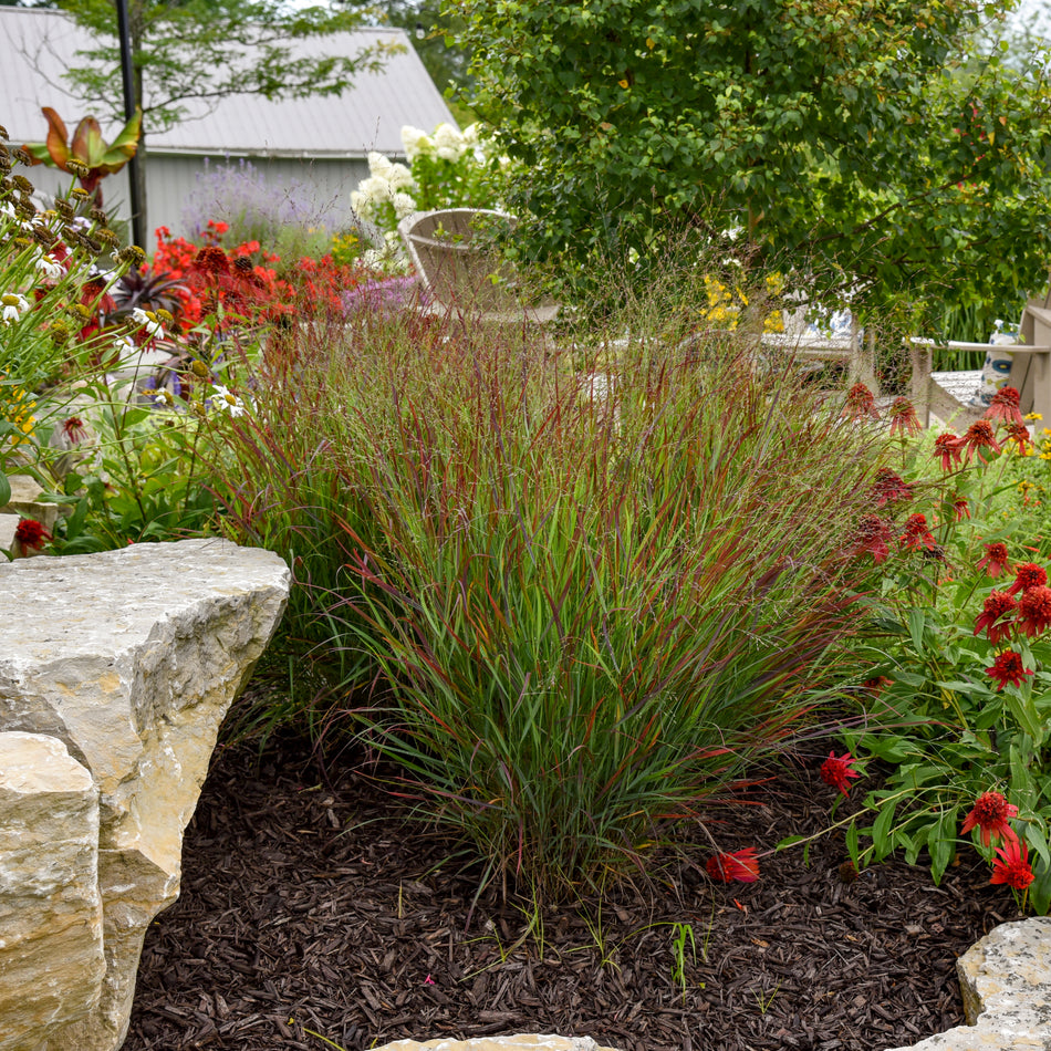 Panicum virgatum 'Cheyenne Sky'