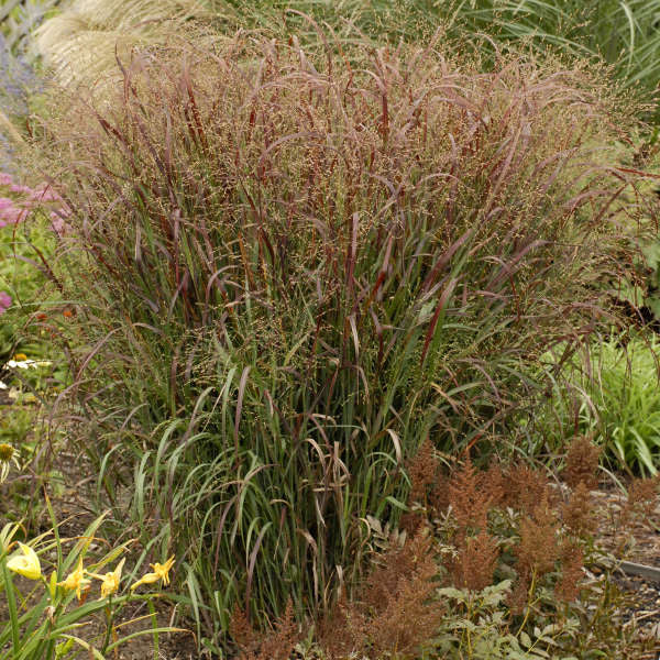 Panicum virgatum 'Prairie Fire'