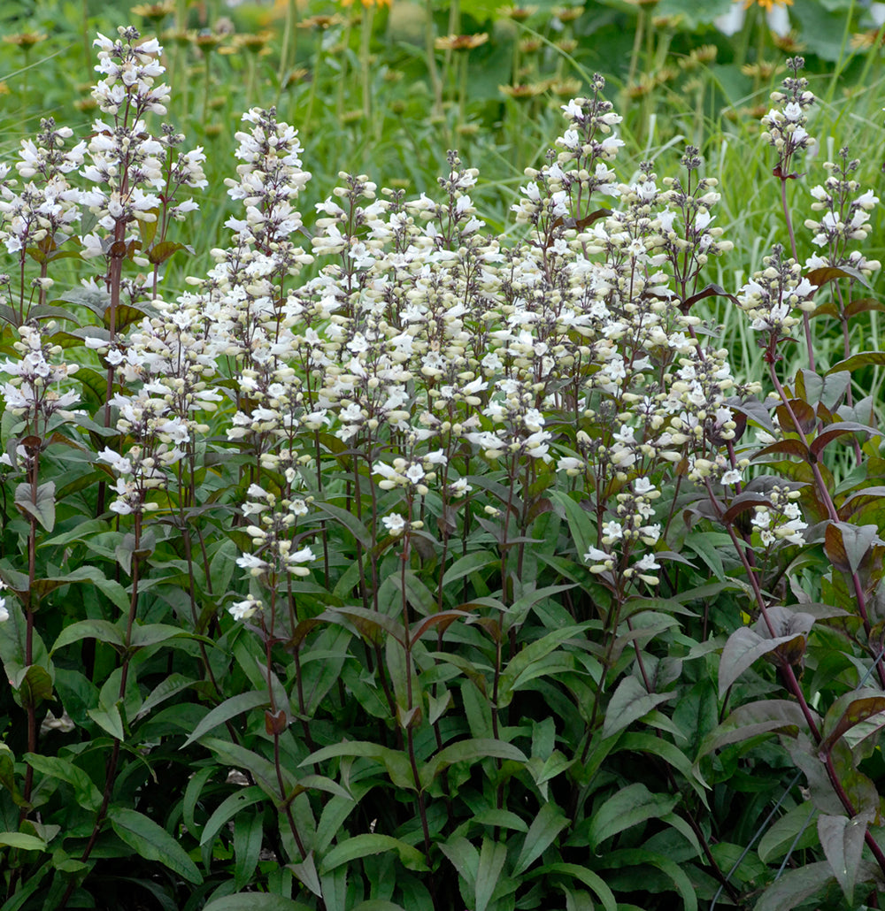 Husker Red Penstemon Digitalis - Beard Tongue