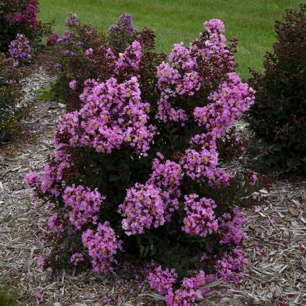 Crape Myrtle Barista 'Perky Pink' - Lagerstroemia